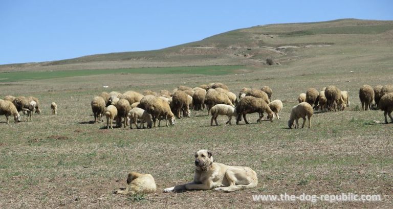 Kangal - carefree, loyal and peacefoul guardians of Anadolian herds