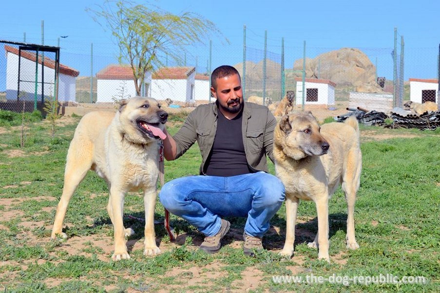 U poseti Umitu Tasdelanu i njegovoj odgajivačnici kangala, Altınyayla, Sivas, Turska, april 2018.