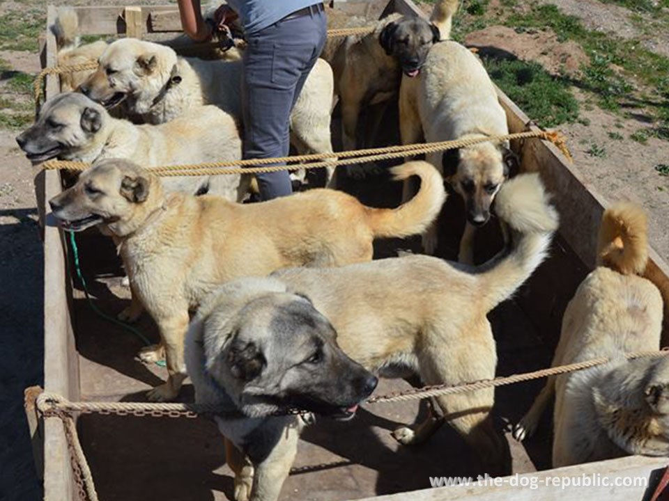 Puna prikolica pasa stiže na procenu-registraciju kangala. Altınyayla, Sivas, Turska, april 2018.