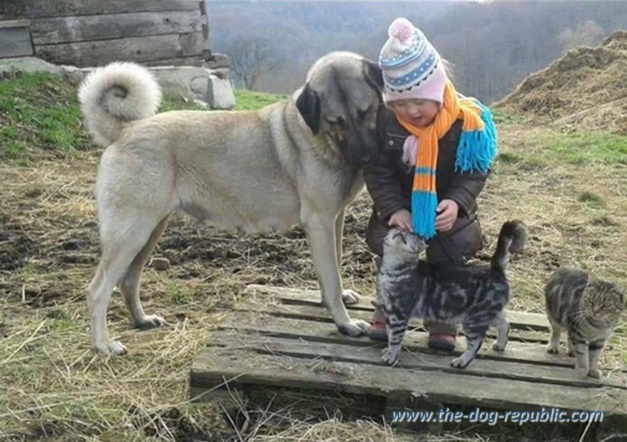 Klara Šebalj with her pets