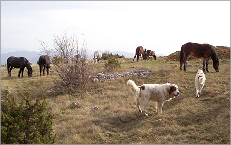 Tornjak – čuvar raskošnog izgleda