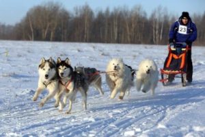 THE POLAR DOG STORY: THE WOLF WAS IN THE BEGINNING…